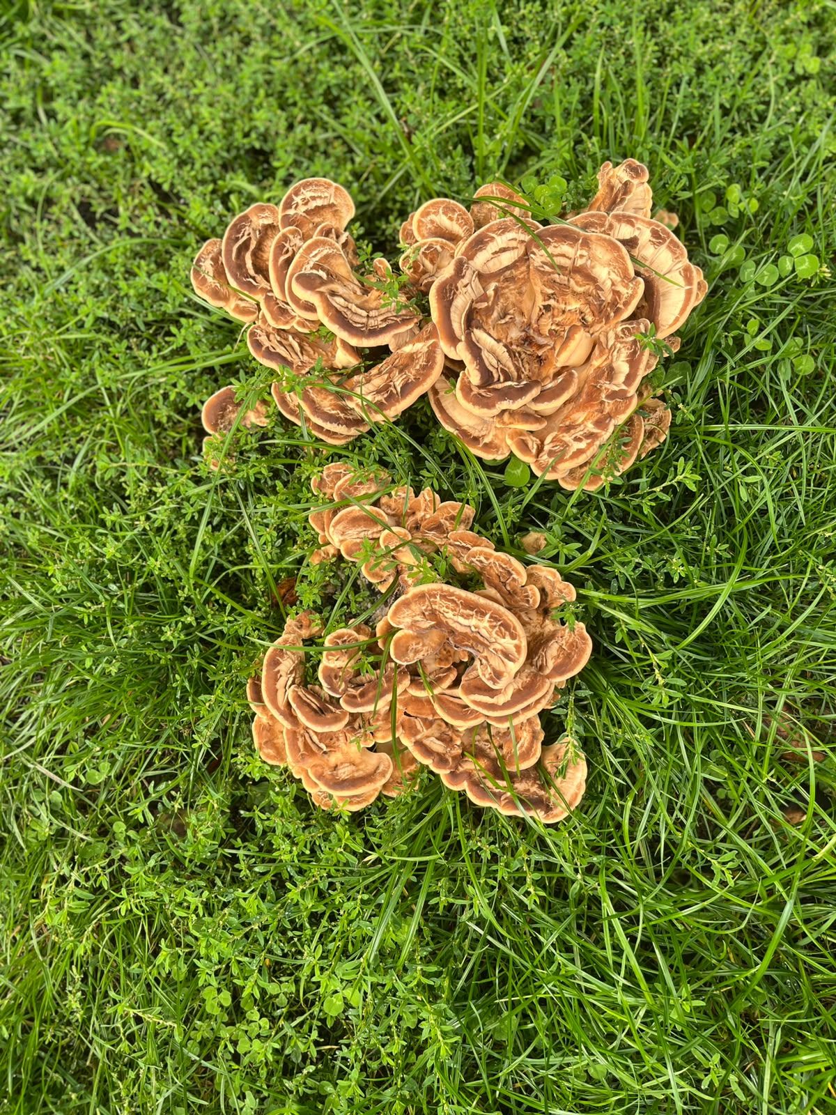 A dense rosette of overlapping fan-shaped caps growing in grass, likely a giant polypore.
