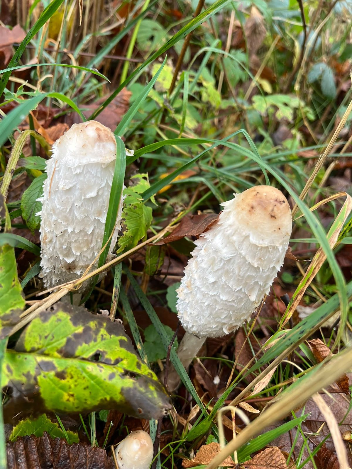 Two tall, shaggy white ink cap mushrooms growing in grass.