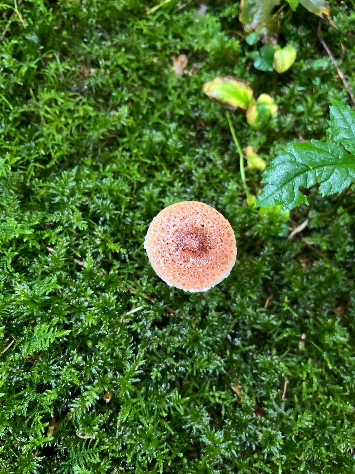 A small solitary mushroom with a brown umbonate cap on moss.