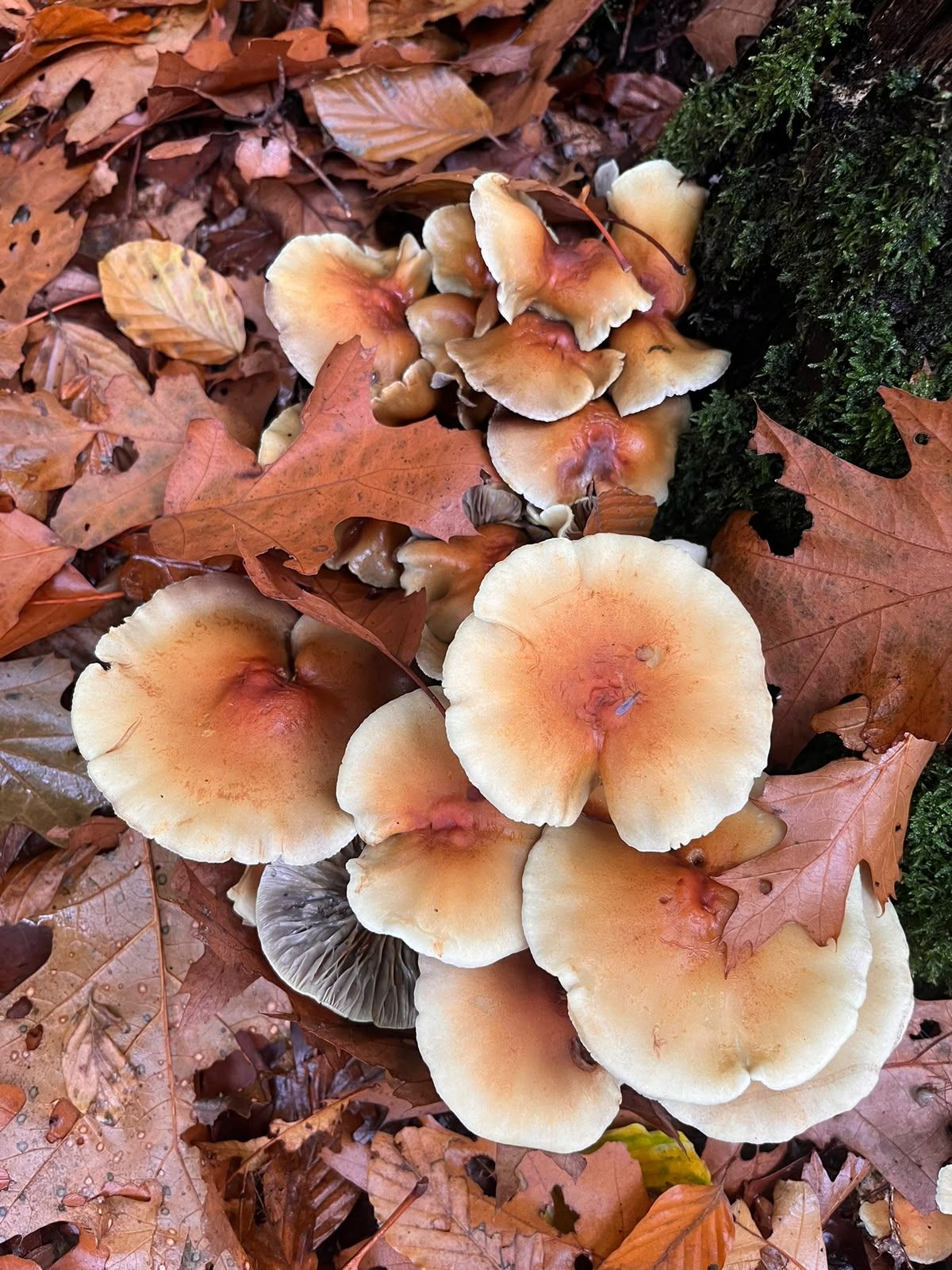 A cluster of pale cream mushrooms with reddish centers growing on leaf litter near a mossy stump.