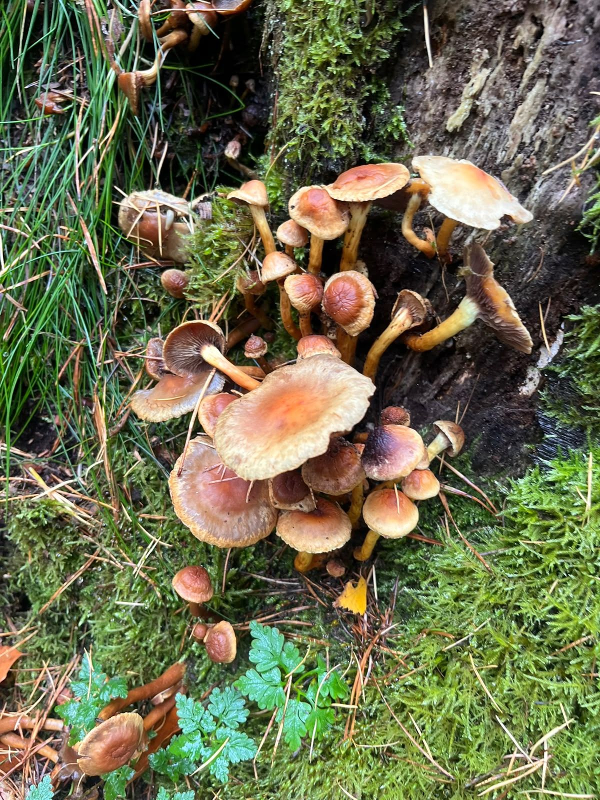 A cluster of small brown mushrooms with yellow stems growing from the base of a mossy tree.