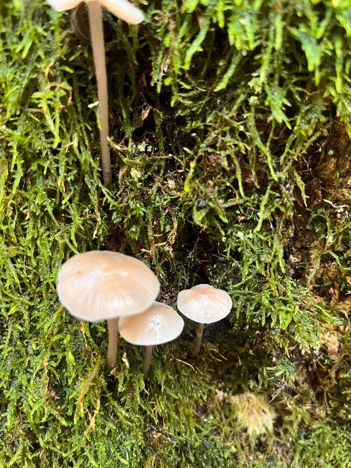 Three tiny pale mushrooms with ribbed, bell-shaped caps growing on moss.