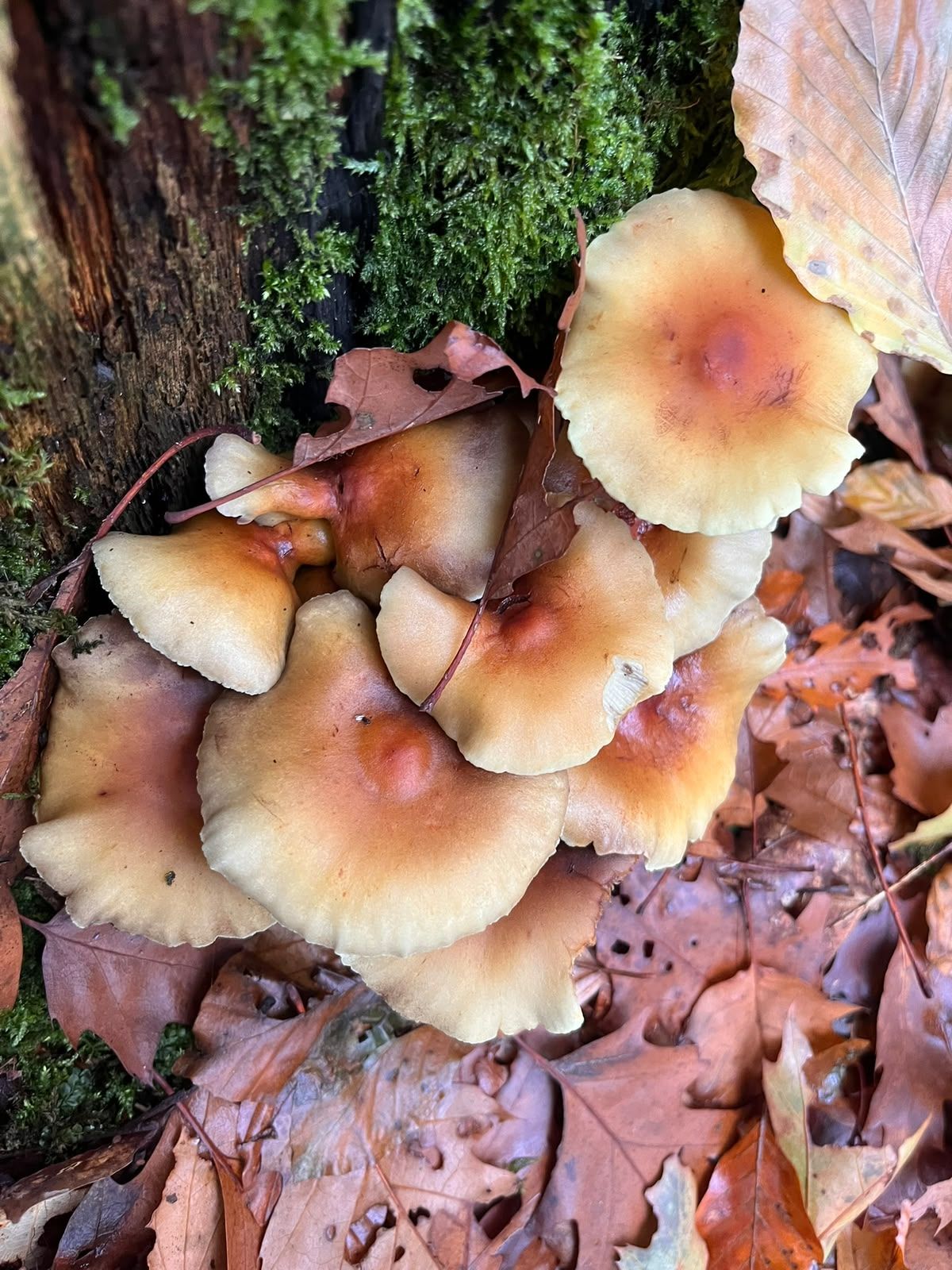 A cluster of tan mushrooms with orange centers growing from the base of a mossy stump.