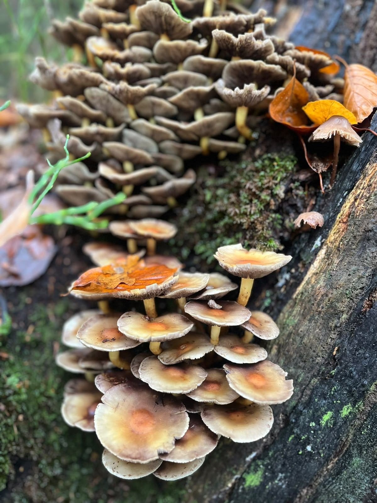 A dense tiered shelf of small brown mushrooms growing in rows on a log.