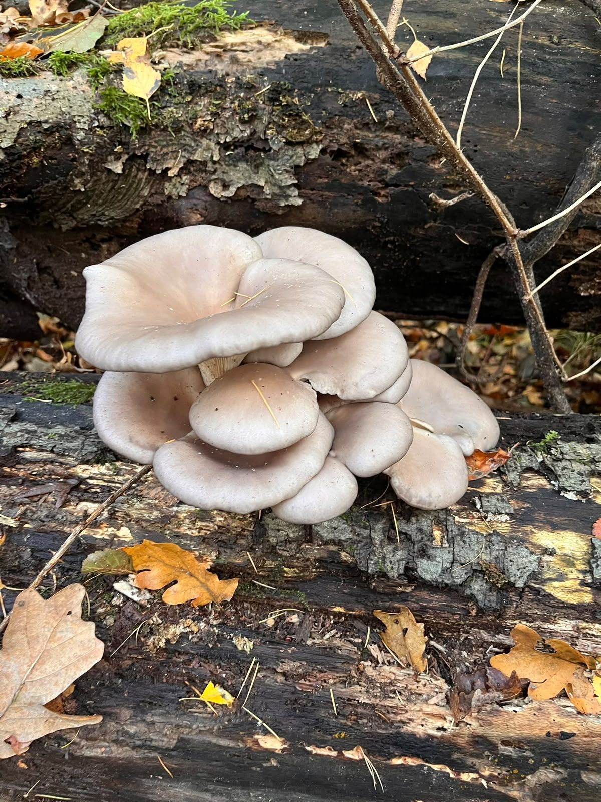 A cluster of blue-gray, fan-shaped oyster mushrooms growing on a fallen log.
