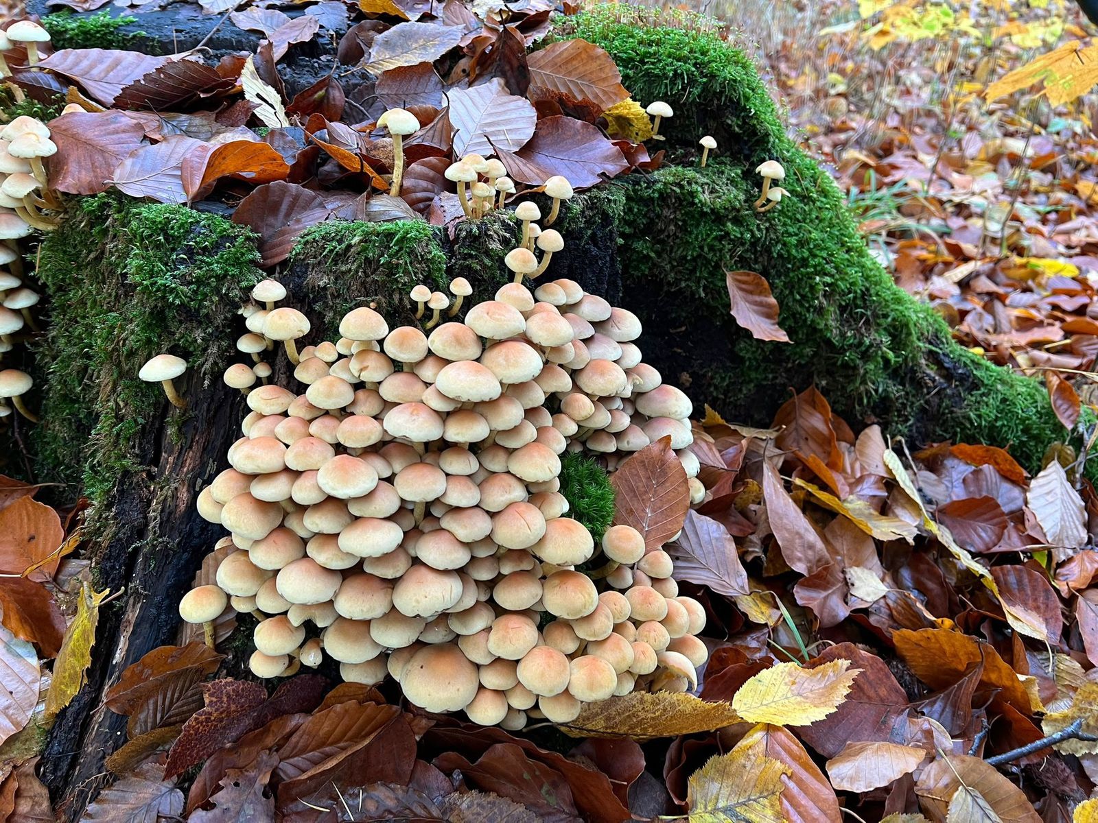 A very large, dense cluster of hundreds of small mushrooms covering a mossy stump.