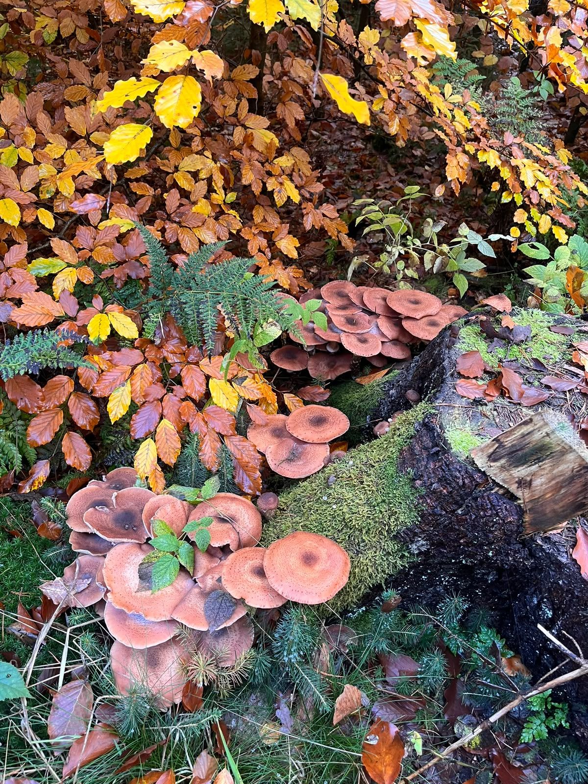 A cluster of rust-colored mushrooms with darker centers growing among ferns and fallen beech leaves.