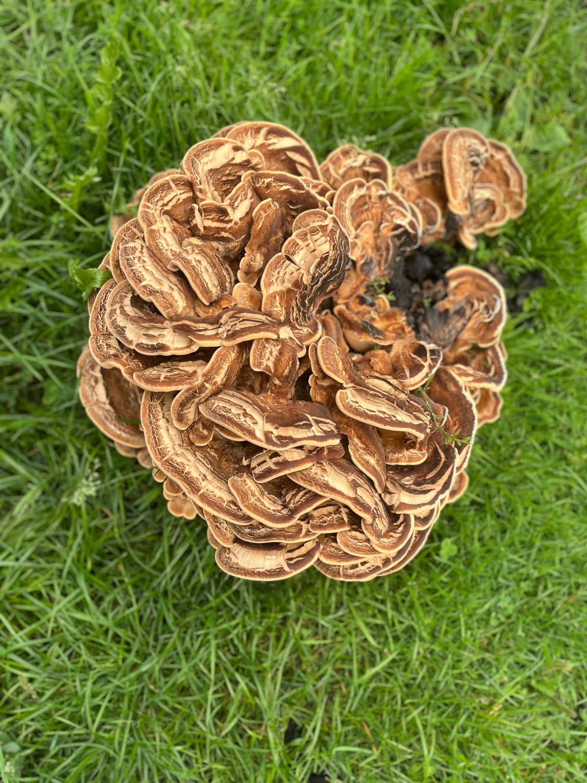 A close-up of the overlapping, ruffled caps of a giant polypore rosette.